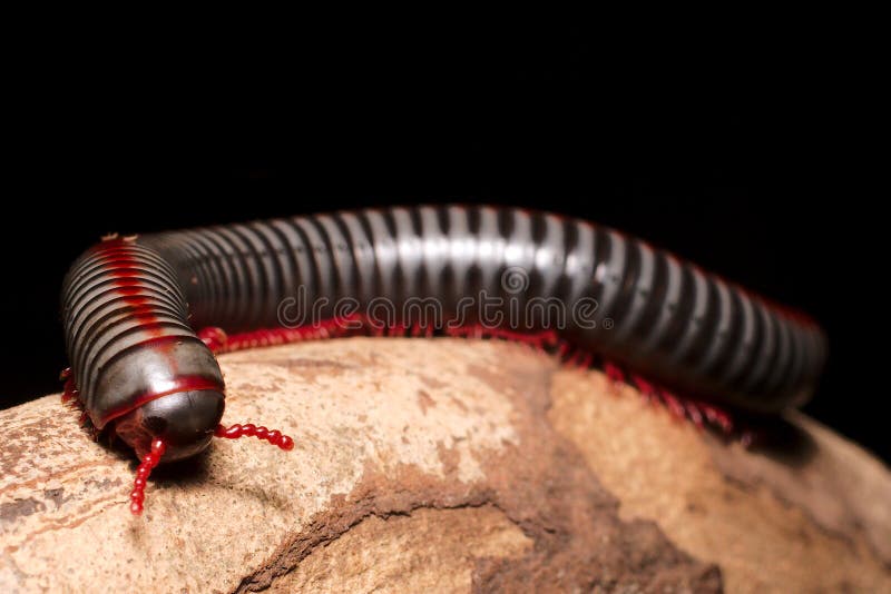Millipede, multi-legged creatures stock photo