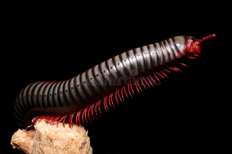Millipede, multi-legged creatures royalty free stock images