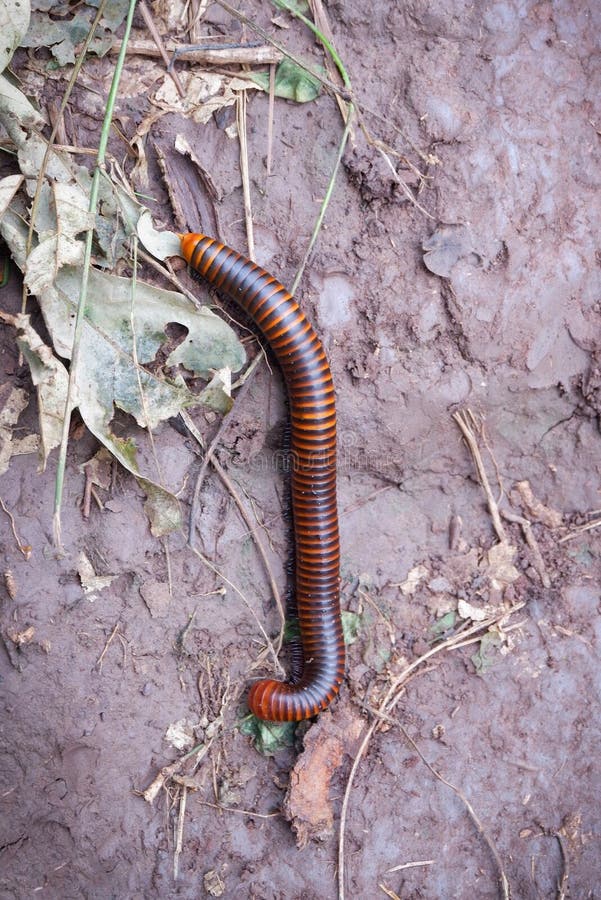 Millipede royalty free stock image