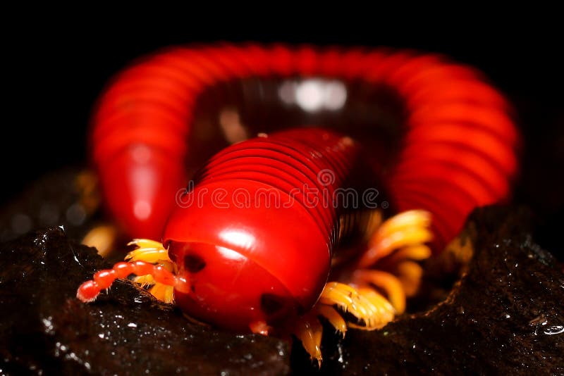 Millipede, Red multi-legged creatures stock image