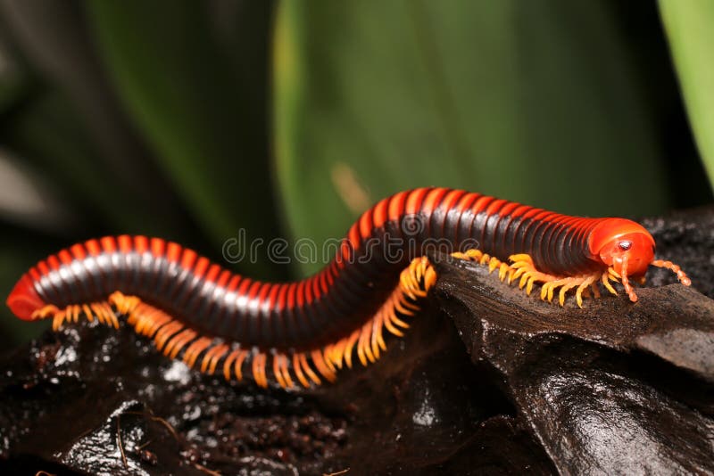 Millipede, Red multi-legged creatures stock photography