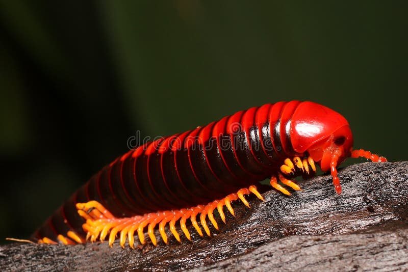 Millipede, Red multi-legged creatures royalty free stock photo