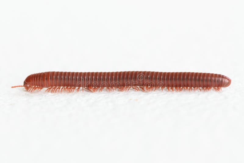 Millipede walking on white background royalty free stock photo