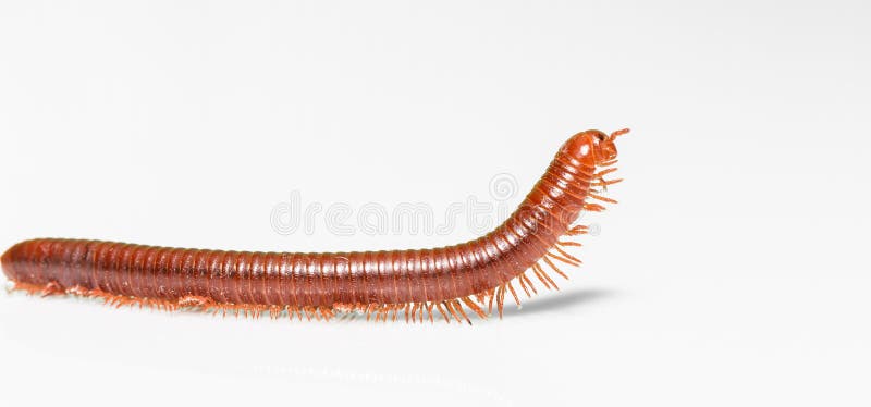Millipede on white background stock photography