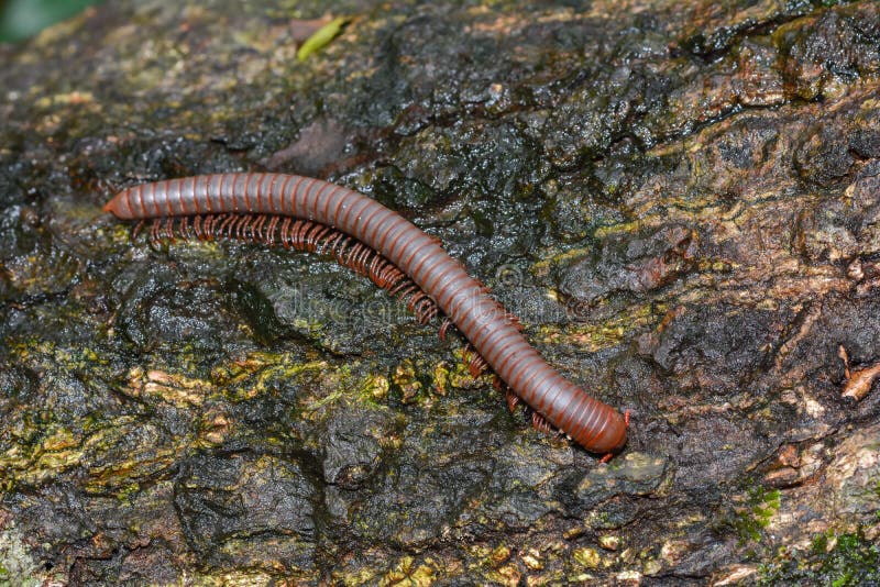 Millipede on the wood of rainforest royalty free stock photos