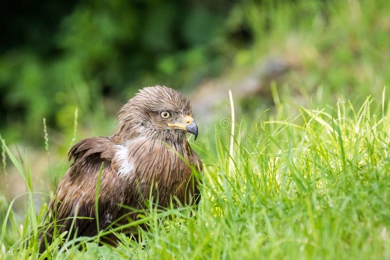 Milvus migrans black kite stock image. Image of nice 106030261