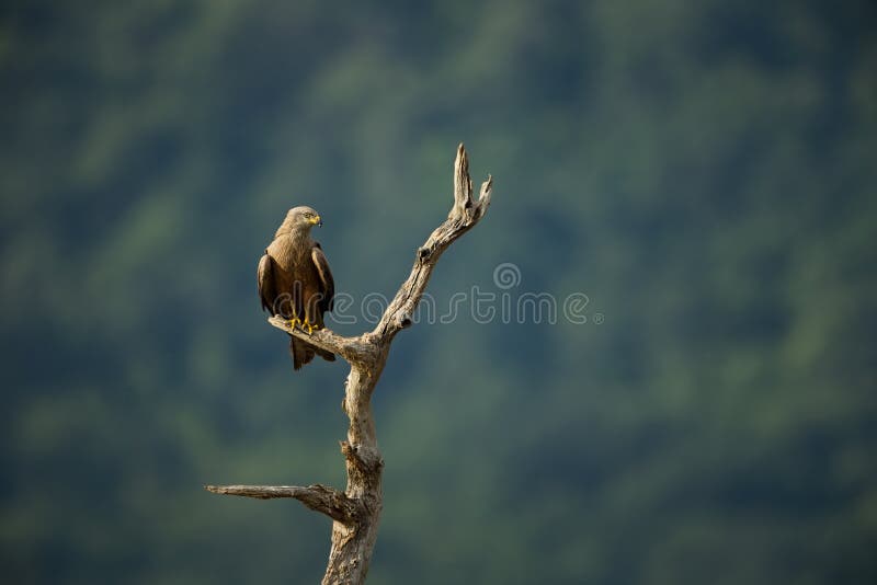 Milvus migrans De wilde aard van Bulgarije Vrije Aard r Rhodopes Grote Vogel Bergen in Bulgarije royalty-vrije stock foto's Milvus migrans De wilde aard van Bulgarije Vrije Aard r Rhodopes Grote Vogel Bergen in Bulgarije royalty-vrije stock foto's