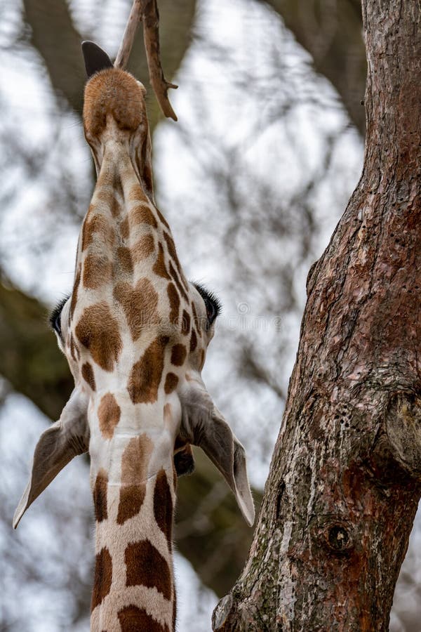 Milwaukee County Zoo Giraffe Eating Stock Photo - Image of county