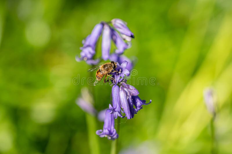 Mimic bee collection nectar pollen from wild bluebells royalty free stock image