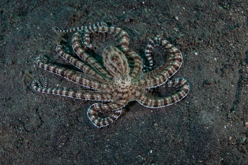 Mimic Octopus and Dark Black Sand in Indonesia