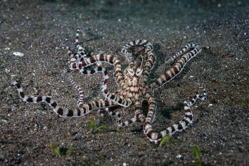 Mimic Octopus Thaumoctopus Mimicus Stock Photo Image of sulawesi