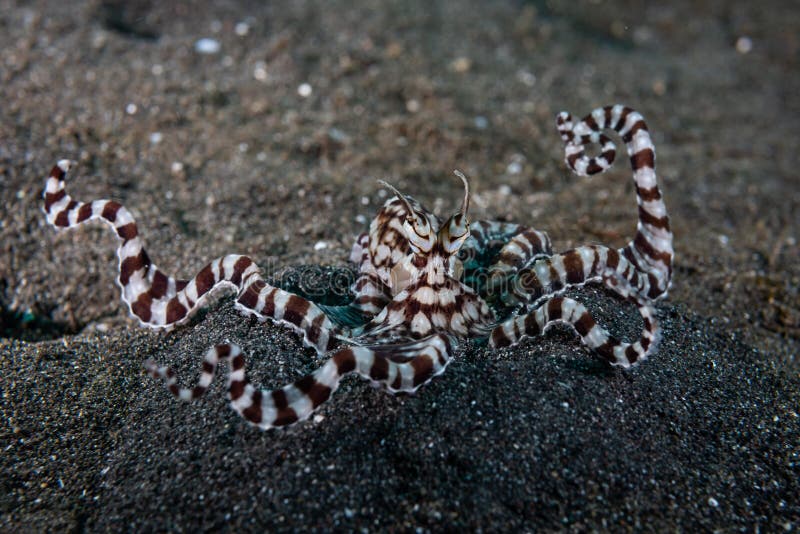 Mimic Octopus Thaumoctopus Mimicus Stock Image Image of keywords