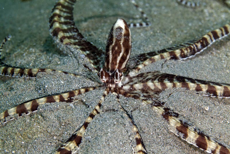 Mimische octopus (thaumoctopusmimicus) in het Rode Overzees. royalty-vrije stock fotografie Mimische octopus (thaumoctopusmimicus) in het Rode Overzees. royalty-vrije stock fotografie