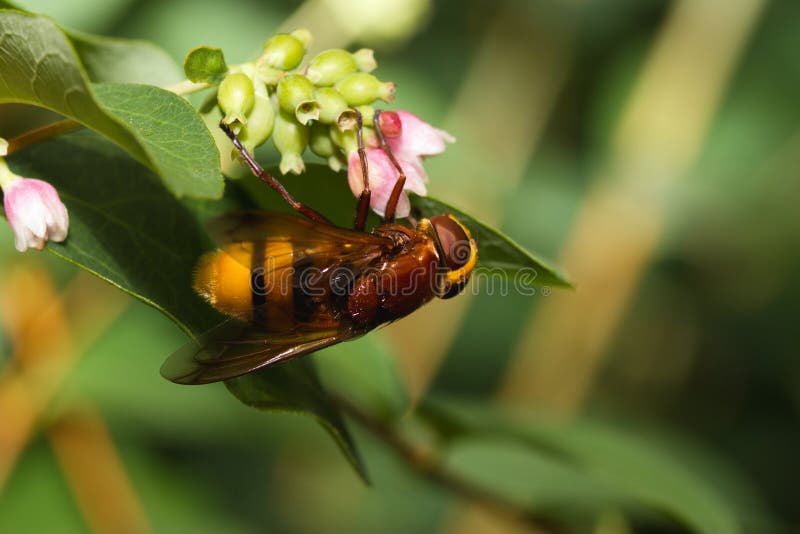 Mimo del calabrone hoverfly fotografia stock Mimo del calabrone hoverfly fotografia stock