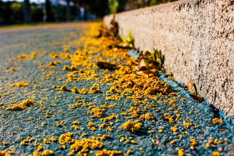mimosa стоковые изображения mimosa стоковые изображения