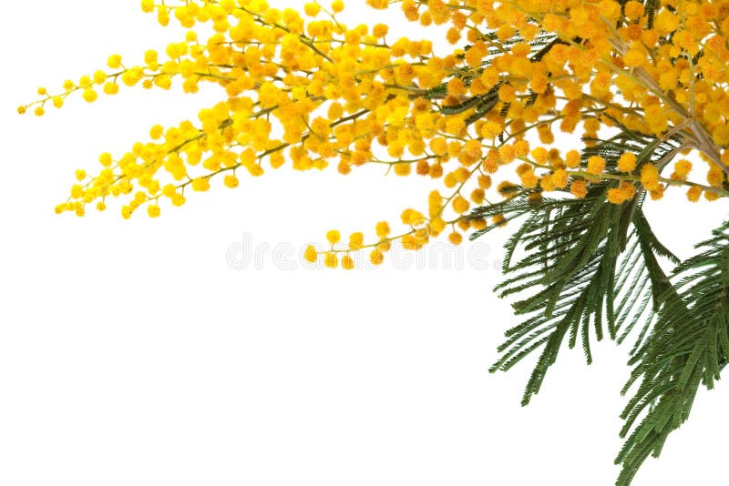 mimosa стоковые изображения rf mimosa стоковые изображения rf