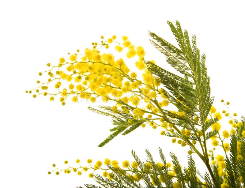 mimosa стоковые изображения mimosa стоковые изображения