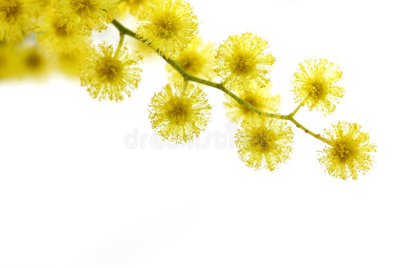 mimosa стоковое фото rf mimosa стоковое фото rf