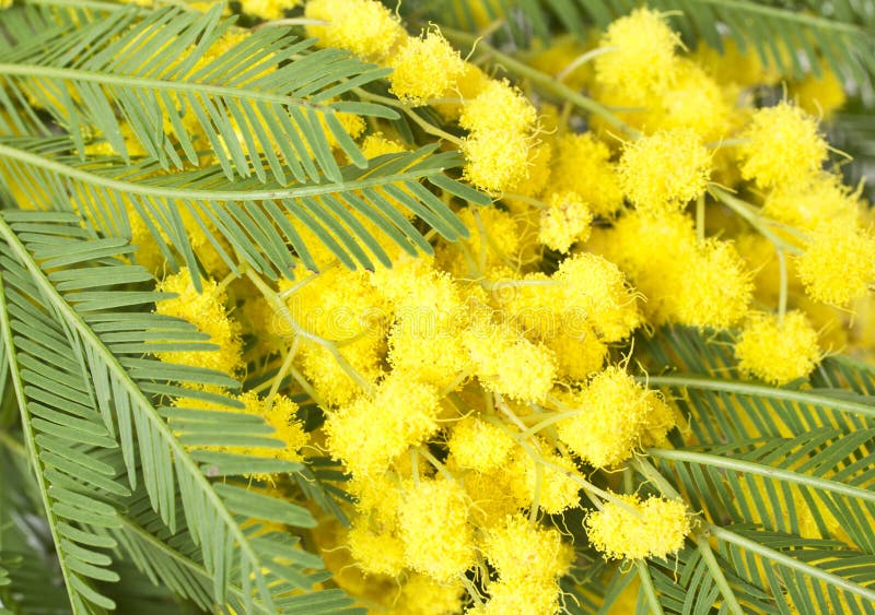 Mimosa stock image. Image of flora, floral, flower, close 28849621