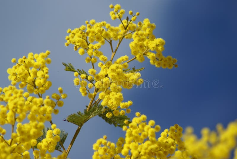 mimosa стоковые изображения rf mimosa стоковые изображения rf