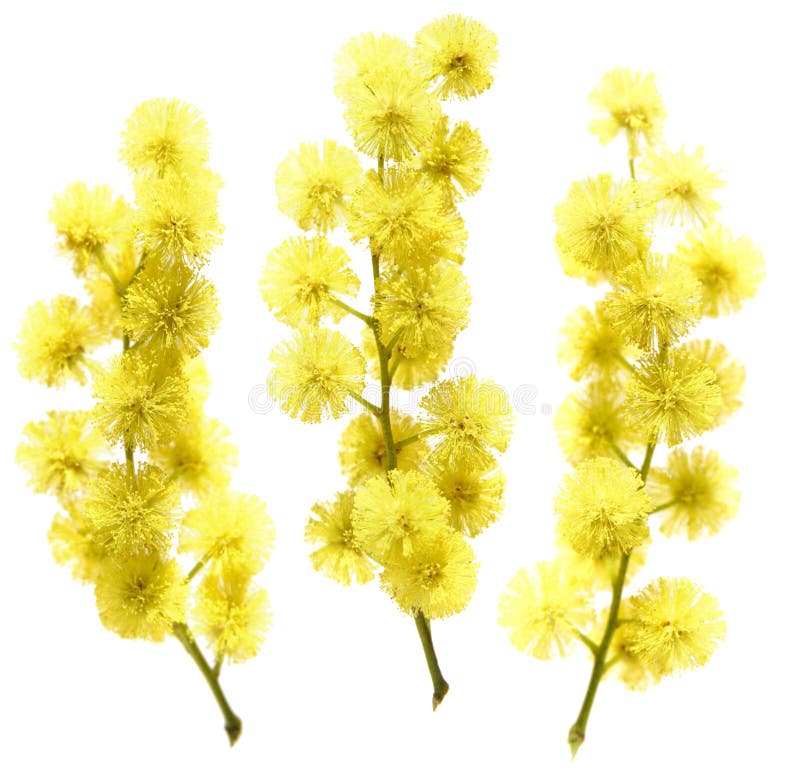 mimosa стоковое изображение mimosa стоковое изображение