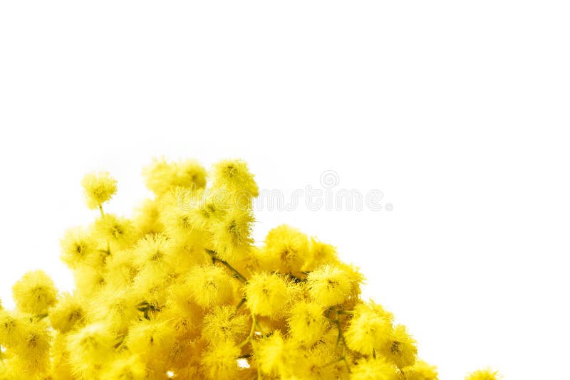 mimosa стоковая фотография rf mimosa стоковая фотография rf