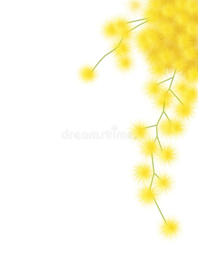 Mimosa ilustração royalty free Mimosa ilustração royalty free