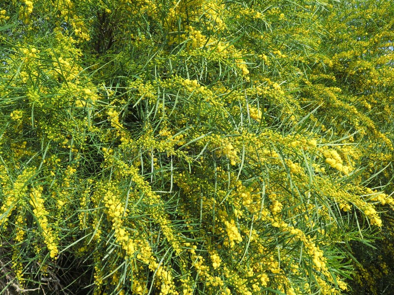 Mimosa stock photo. Image of season, flowering, sunny 68441856
