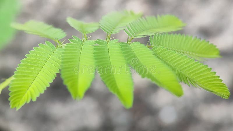 Folhas Mimosa Que Se Movem Quando Tocadas. Video Estoque - Vídeo de darwin,  tampa: 179763141