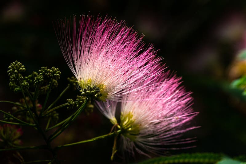 231 Medicinal Mimosa Photos Free Royalty Free Stock Photos From Dreamstime 231 Medicinal Mimosa Photos Free Royalty Free Stock Photos From Dreamstime
