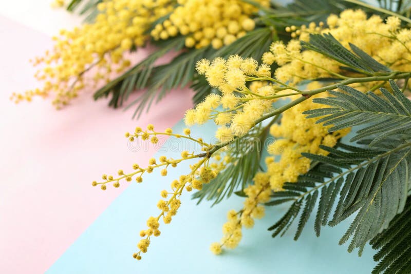 Mimosa-grenar med vackra gula blommor vektor illustrationer