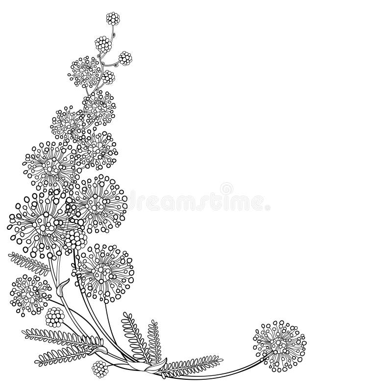 Vector corner bouquet of outline Mimosa or Acacia dealbata or silver wattle flower and leaves in black isolated on white.