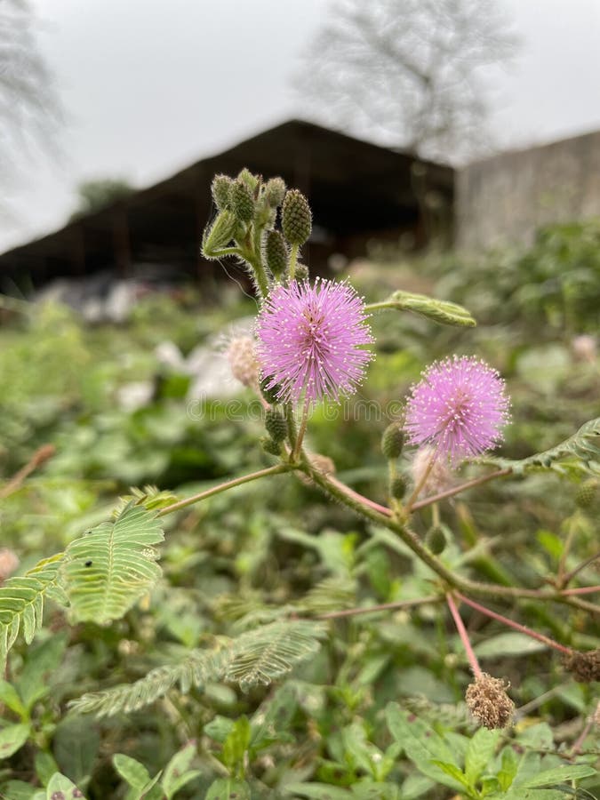 The stem is erect in young plants, but becomes creeping or trailing with age. It can hang very low and become floppy. The stem is slender, branching, and sparsely to densely prickly, growing to a length of 1.5 m 5 ft.

The leaves are bipinnately compound, with one or two pinnae pairs, and 10–26 leaflets per pinna. The petioles are also prickly. Pedunculate stalked pale pink or purple flower heads arise from the leaf axils in mid summer with more and more flowers as the plant gets older. The globose to ovoid heads are 8–10 mm 0.3–0.4 in in diameter excluding the stamens. On close examination, it is seen that the floret petals are red in their upper part and the filaments are pink to lavender. Pollens are circular with approximately 8 microns diameter. The stem is erect in young plants, but becomes creeping or trailing with age. It can hang very low and become floppy. The stem is slender, branching, and sparsely to densely prickly, growing to a length of 1.5 m 5 ft.

The leaves are bipinnately compound, with one or two pinnae pairs, and 10–26 leaflets per pinna. The petioles are also prickly. Pedunculate stalked pale pink or purple flower heads arise from the leaf axils in mid summer with more and more flowers as the plant gets older. The globose to ovoid heads are 8–10 mm 0.3–0.4 in in diameter excluding the stamens. On close examination, it is seen that the floret petals are red in their upper part and the filaments are pink to lavender. Pollens are circular with approximately 8 microns diameter.