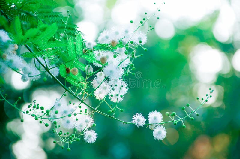 Mimosa sepiaria zdjęcie royalty free