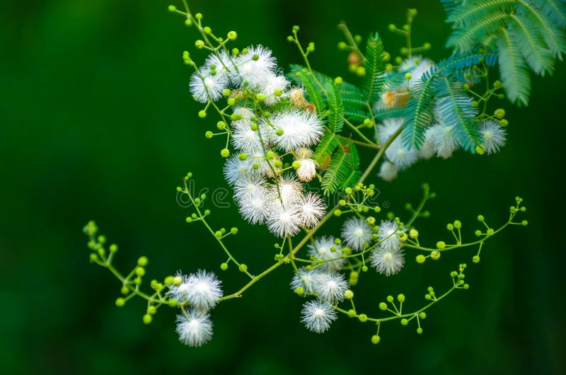 Mimosa sepiaria zdjęcia stock