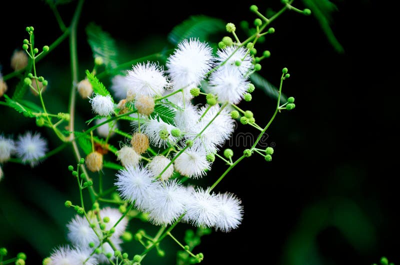Mimosa sepiaria obrazy royalty free