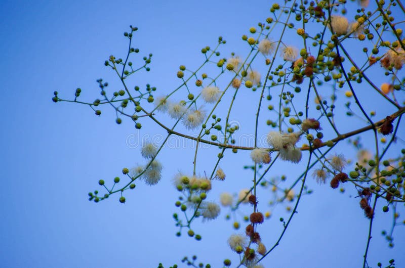 Mimosa sepiaria obraz royalty free