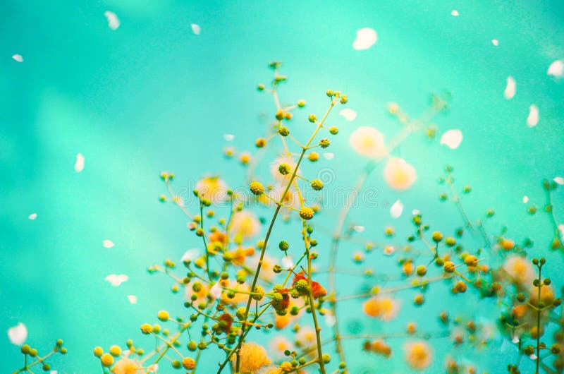 Mimosa sepiaria fotografia stock