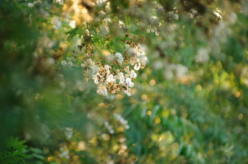 Mimosa sepiaria obraz stock