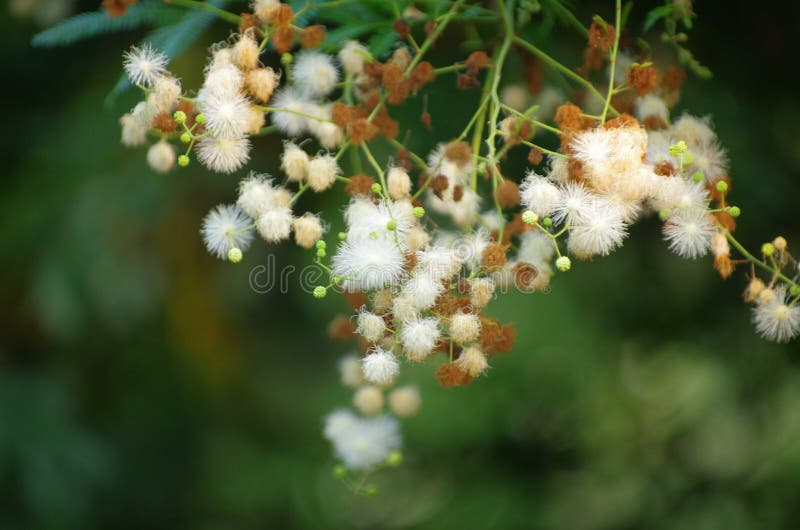 Mimosa sepiaria zdjęcia stock