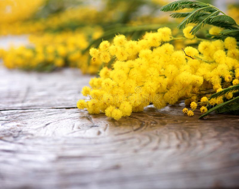 Fresh Mimosa Flower on White Stock Photo Image of women, celebrate