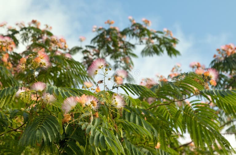1,378 Shedding Tree Stock Photos Free & RoyaltyFree Stock Photos from Dreamstime