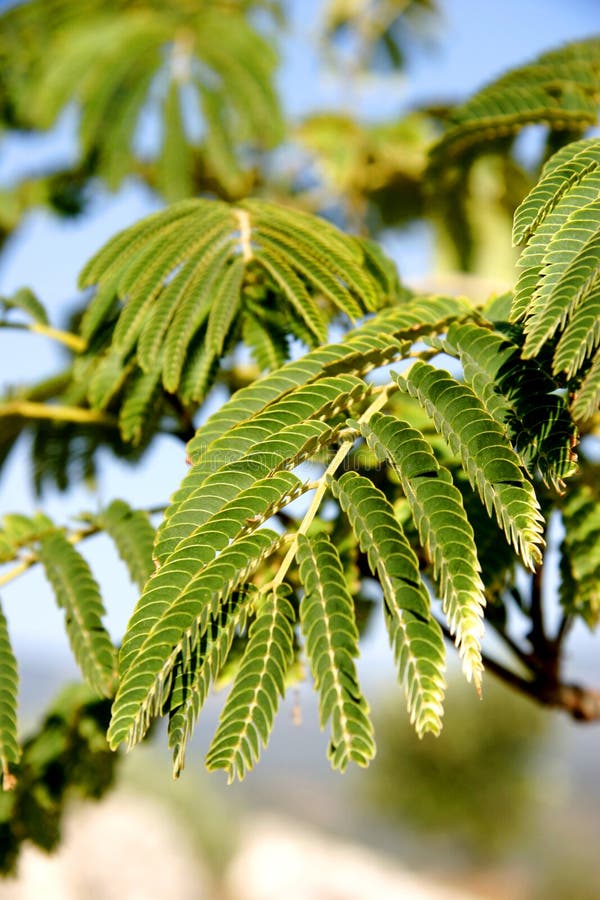 Mimosa tree branches stock image. Image of foliage, exotic 4730917