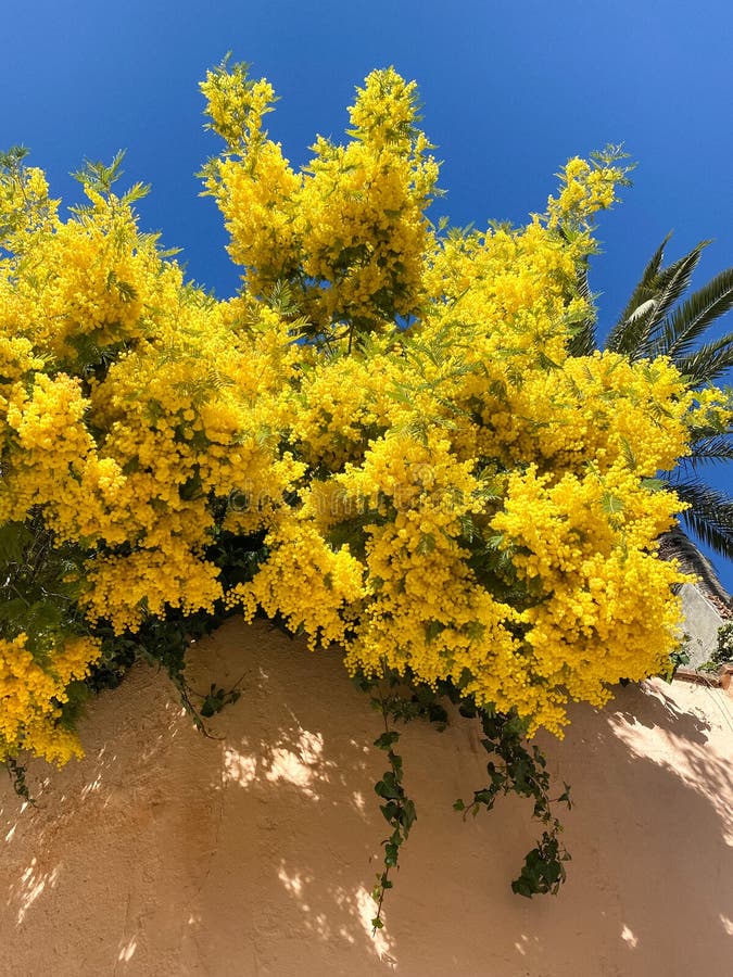 Mimosa tree stock photo. Image of bright, wall, yellow 179046996
