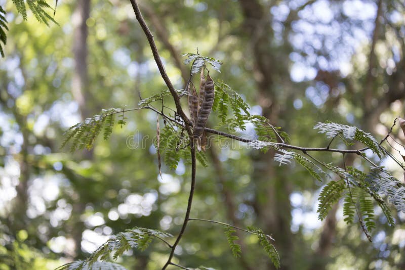 Mimosa Tree stock image. Image of mimosa, fluffy, fresh 85662763