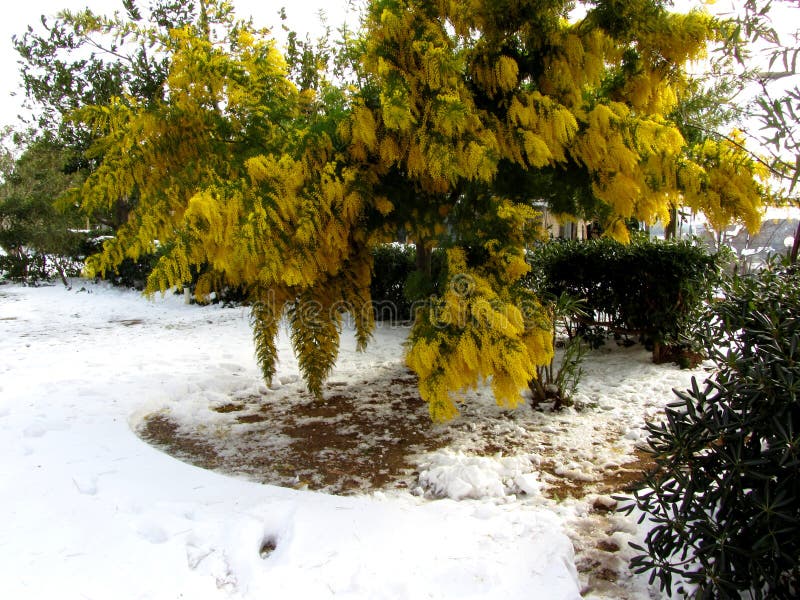 Mimosa tree in the snow stock photo. Image of background 91511016