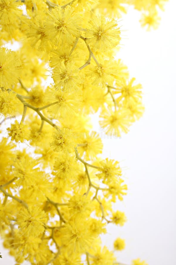 mimosa ветви стоковое фото mimosa ветви стоковое фото