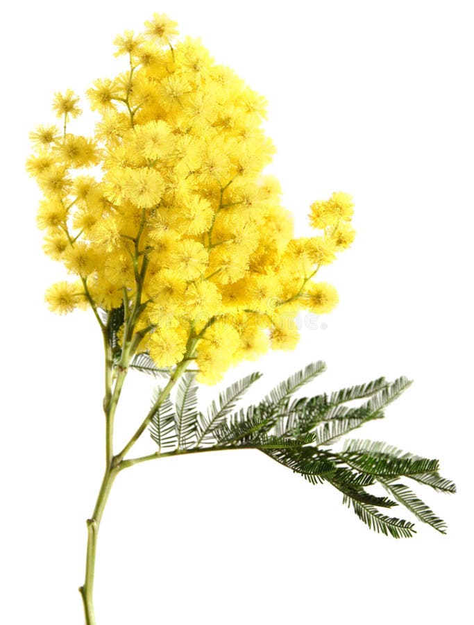 mimoza odosobniony biel zdjęcie stock mimoza odosobniony biel zdjęcie stock