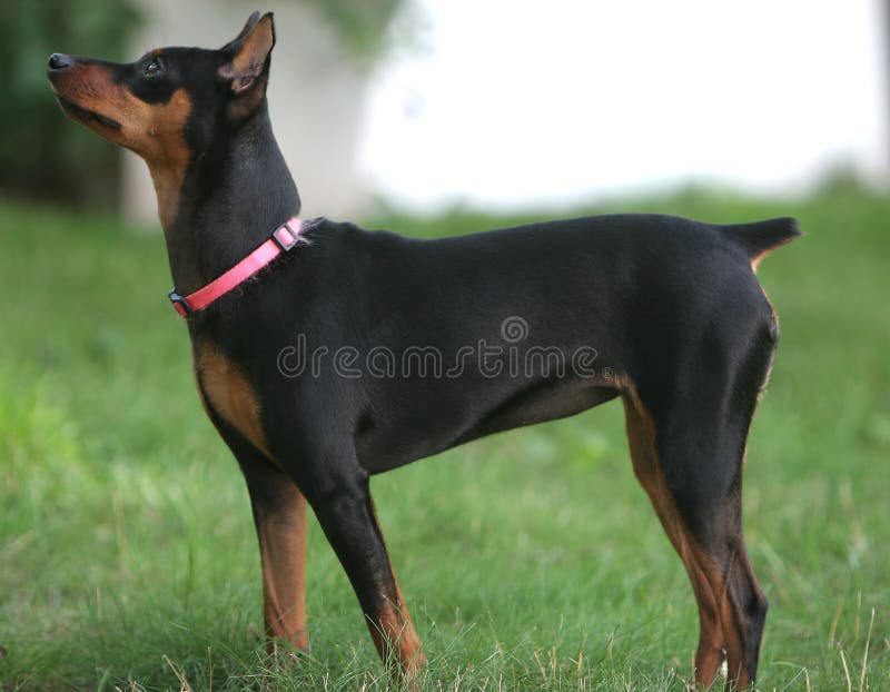 Min Pin Female stock image. Image of purebreed, alert 26667779