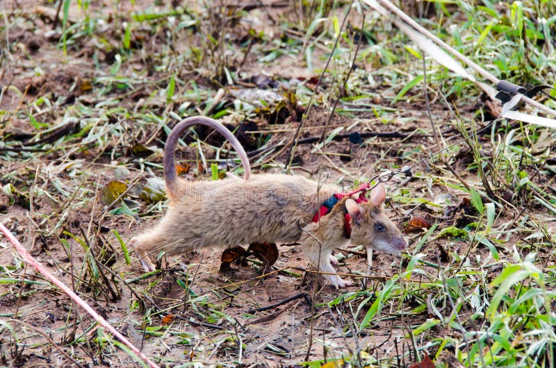 Pets4Company  Rato gigante africano condecorado por detetar minas  terrestres no Camboja.